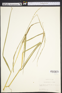 Panicum hemitomon image