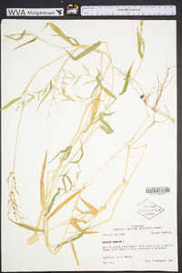 Panicum ramosum image
