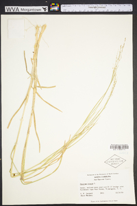 Panicum repens image