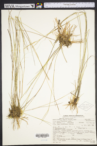 Panicum tenerum image