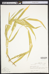 Urochloa texana image