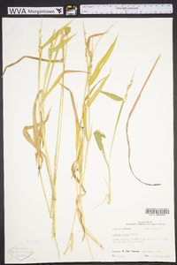 Urochloa texana image