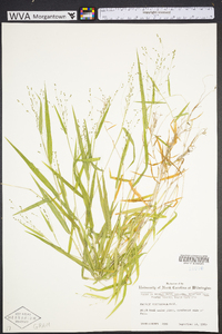 Kellochloa verrucosa image