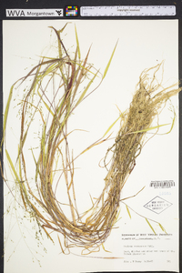 Kellochloa verrucosa image