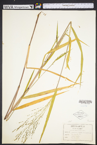 Kellochloa verrucosa image