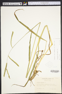 Paspalum dilatatum image