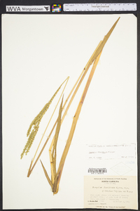 Paspalum floridanum image