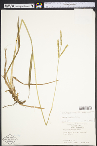 Paspalum floridanum image