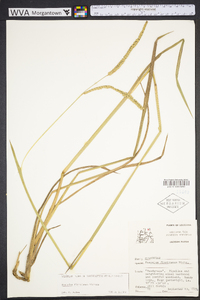 Paspalum floridanum image
