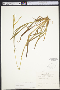 Paspalum laeve image