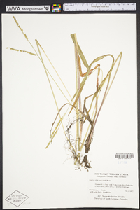 Paspalum praecox image