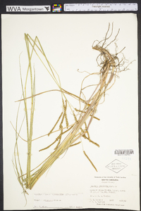 Paspalum plicatulum image