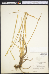 Paspalum laeve image