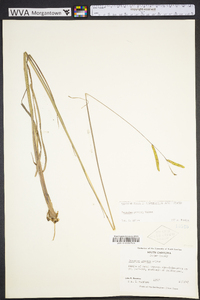 Paspalum praecox image