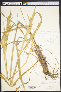 Paspalum urvillei image