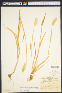 Phalaris caroliniana image