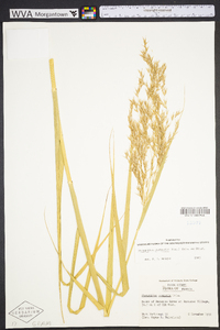 Phragmites australis image