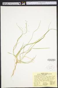 Poa autumnalis image