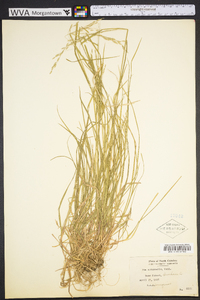 Poa autumnalis image