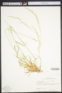 Poa autumnalis image