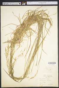 Poa autumnalis image