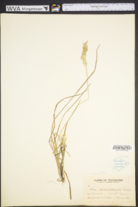 Poa cuspidata image