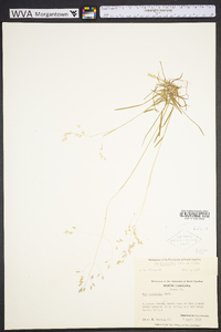 Poa cuspidata image