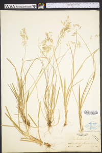 Poa cuspidata image