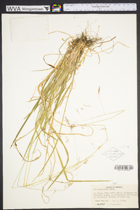 Poa cuspidata image