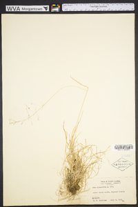 Poa sylvestris image