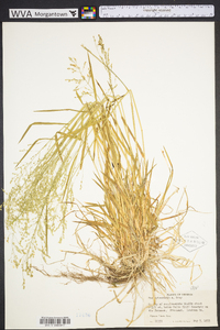 Poa sylvestris image