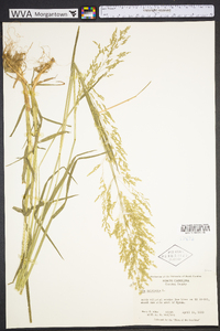 Poa trivialis image