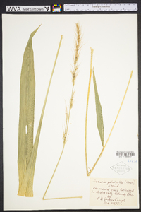 Setaria megaphylla image