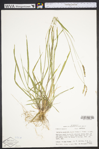 Setaria pumila image