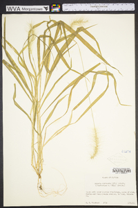 Setaria corrugata image