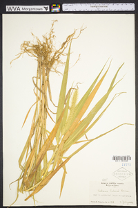 Setaria faberi image