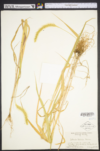 Setaria faberi image