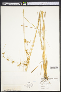 Sorghastrum elliottii image