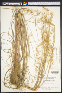 Sorghastrum elliottii image