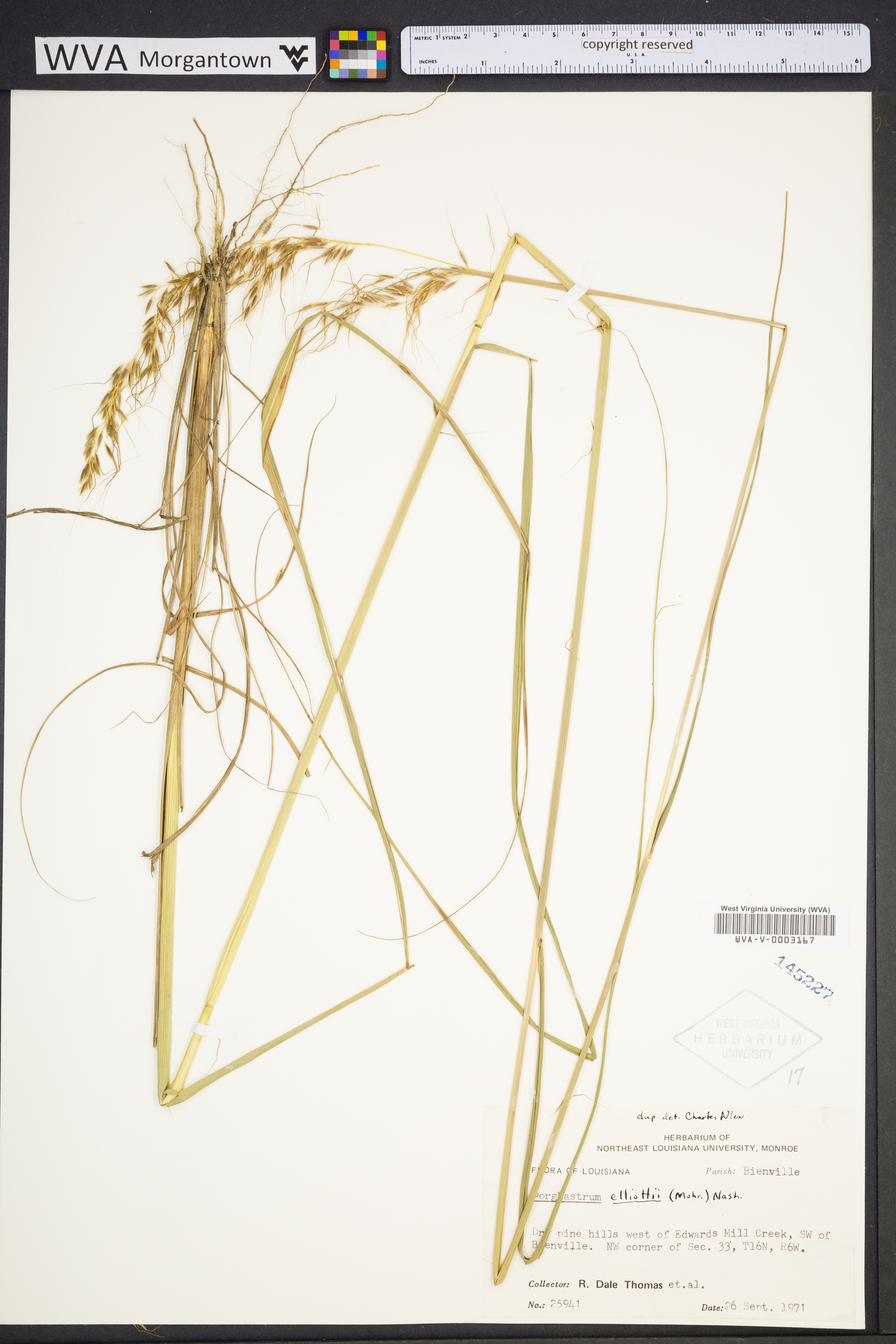 Sorghastrum elliottii image