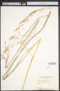 Sorghastrum elliottii image