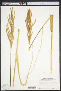 Spartina cynosuroides image