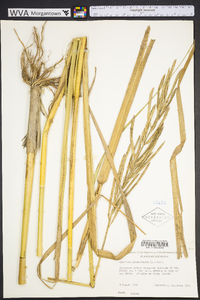 Spartina cynosuroides image