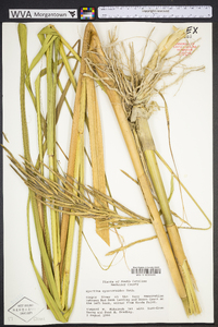 Spartina cynosuroides image