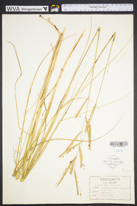 Spartina patens image