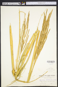 Spartina pectinata image