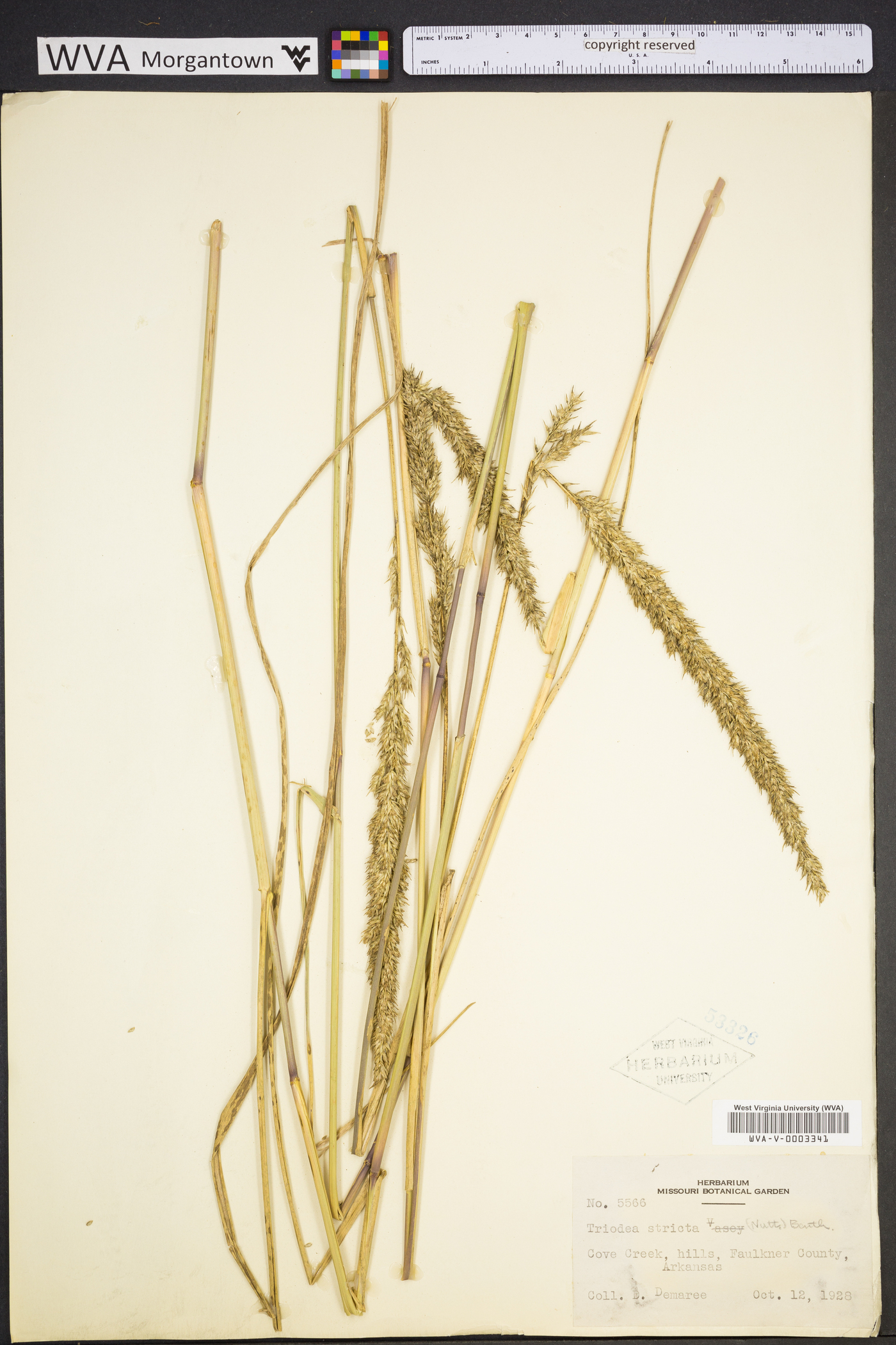 Tridens strictus image