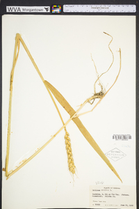 Triticum aestivum image