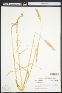 Triticum durum image