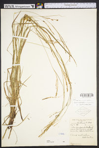 Carex aestivalis image